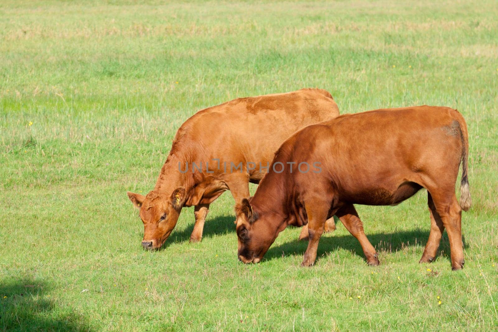 Two calves graze on a meadow near Zicker (Rügen)