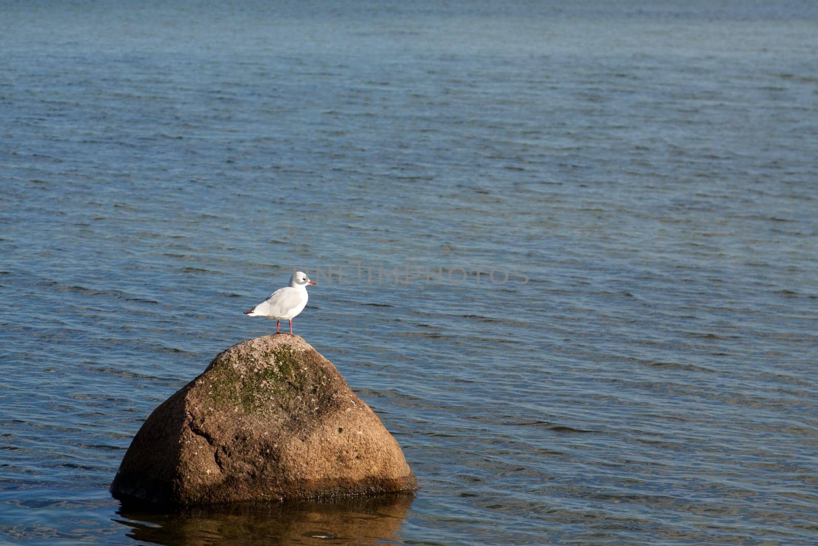 Seagull sitting on a small rock in the water