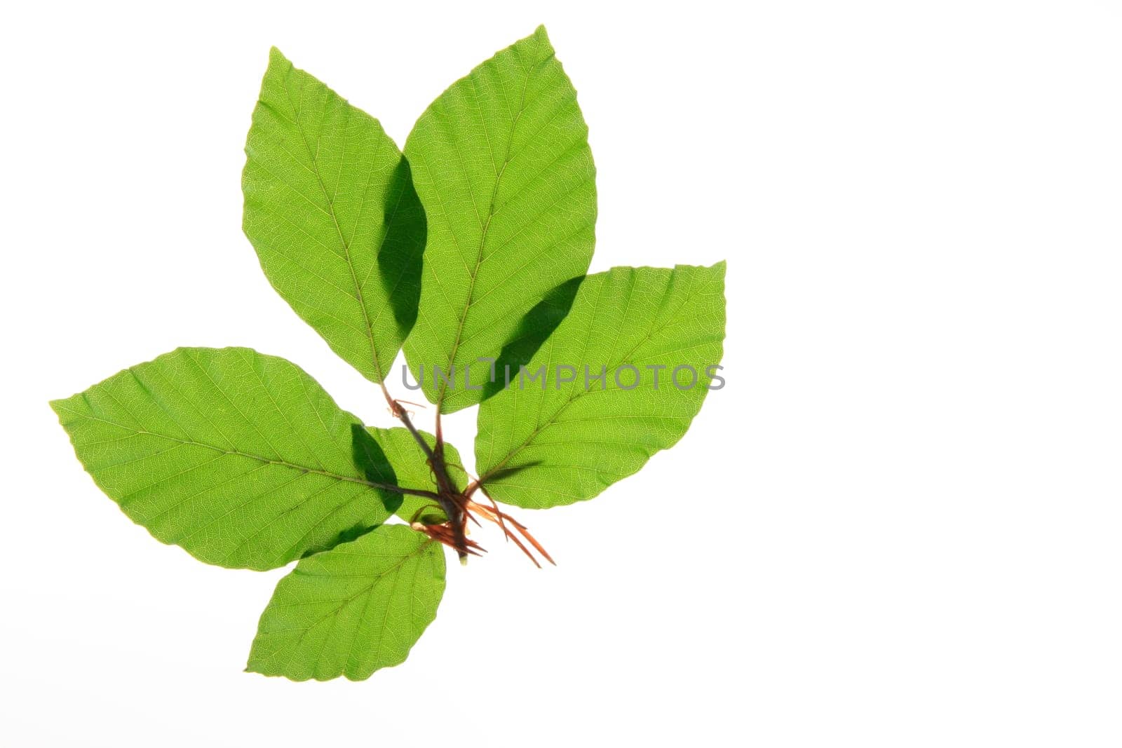 Branch with fresh,green leaves of European beech (Fagus sylvatica) against white background