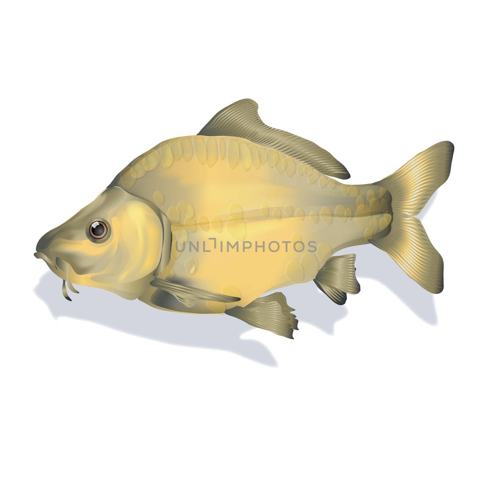 Carp
