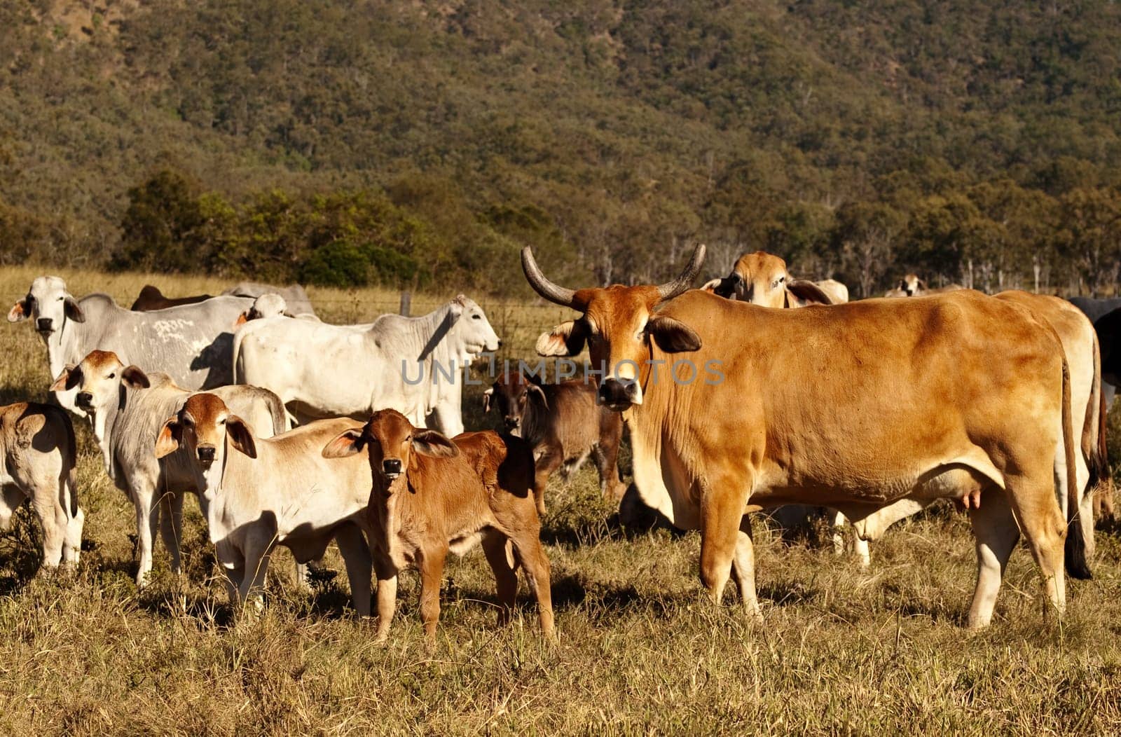 Beef Cattle Cow with Horns and cattle herd with calfs
