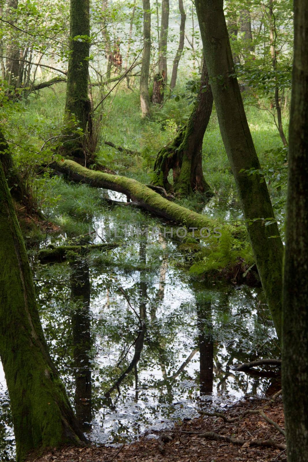 Fallen trees in a small lake