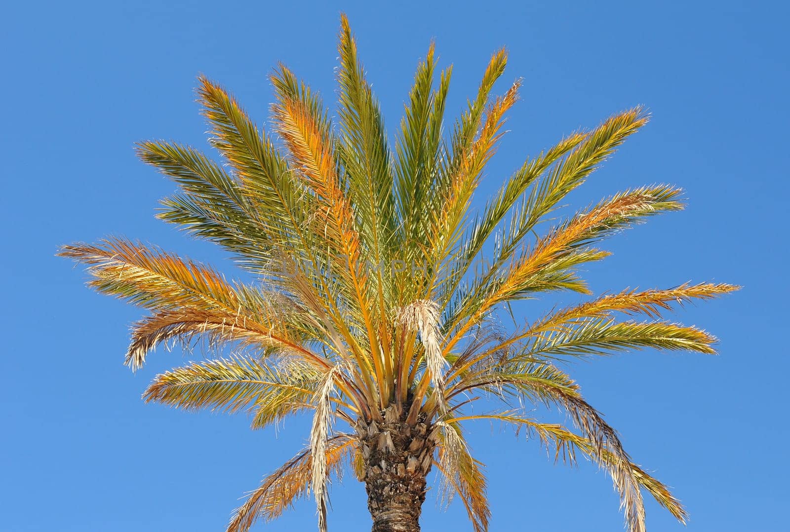 Palm tree