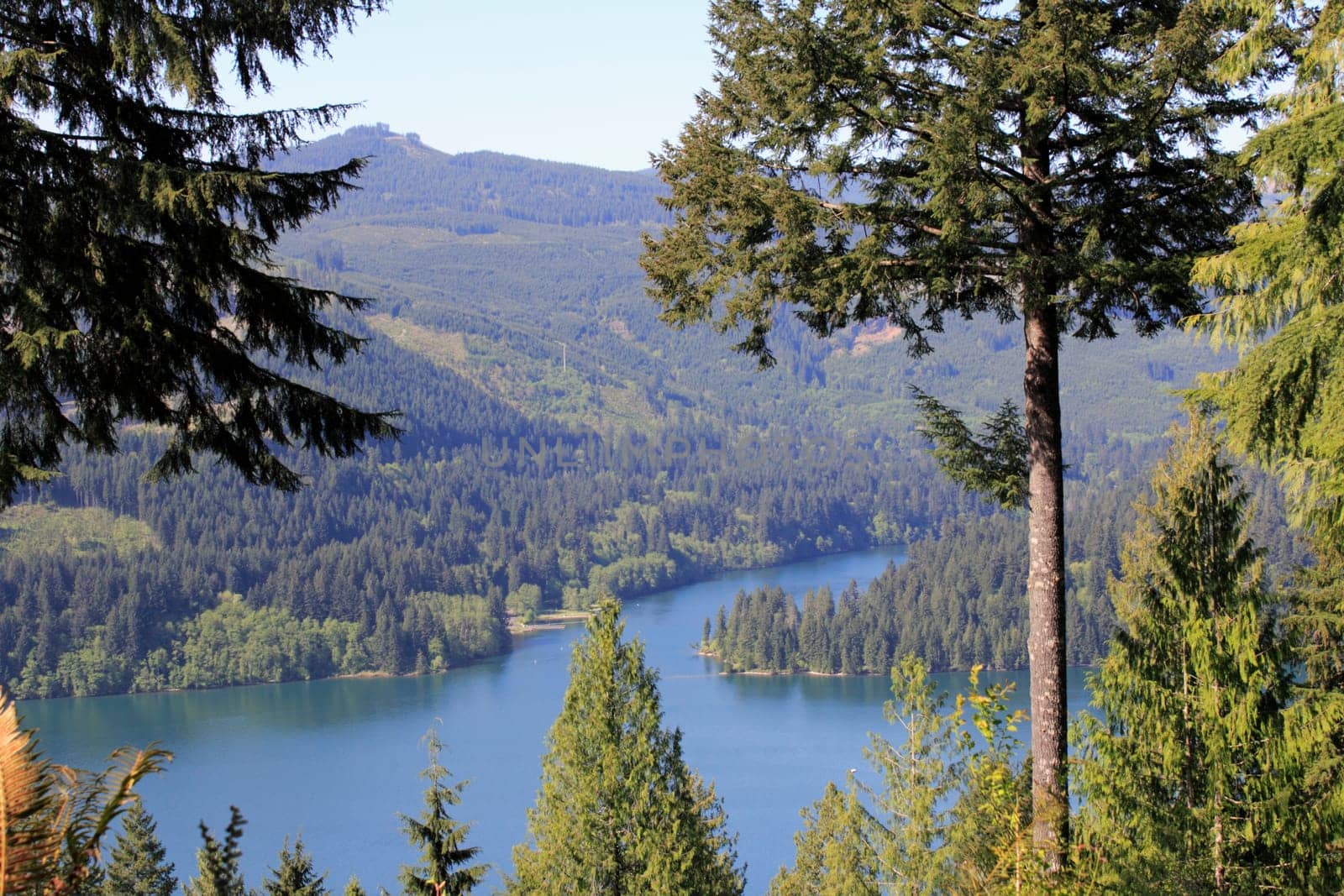Woods surrounding a large lake in south west Washington on a bright sunny day around mid day in spring.
