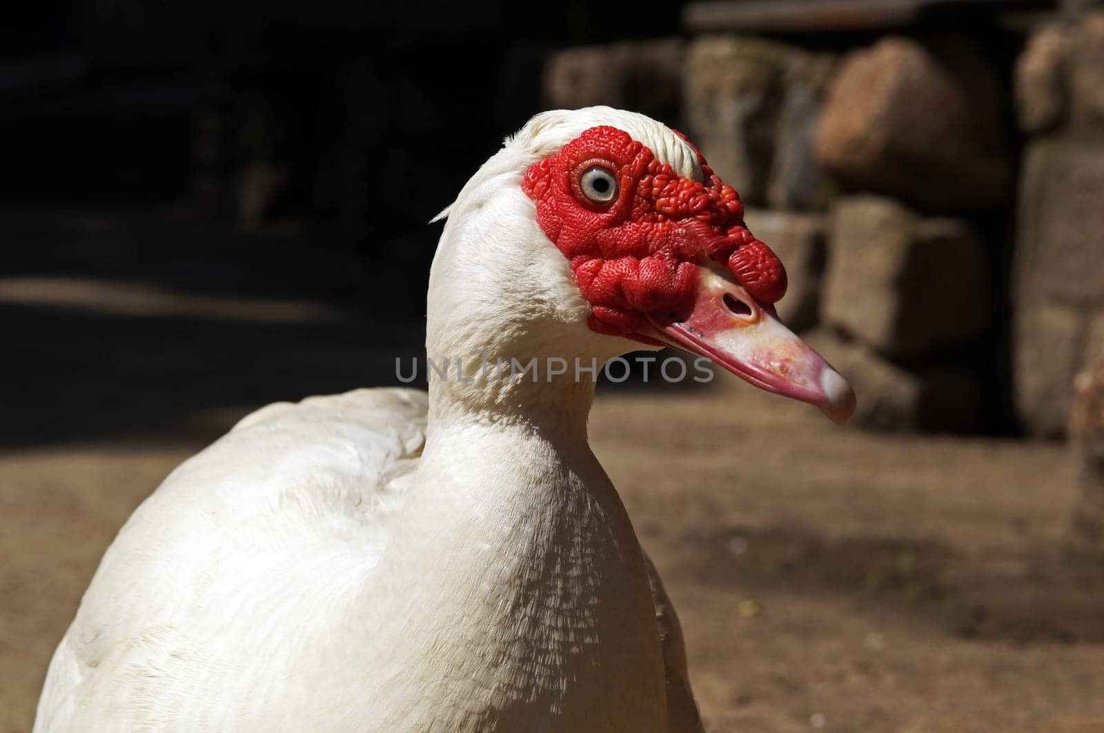 Warty duck (Cairina moschata)