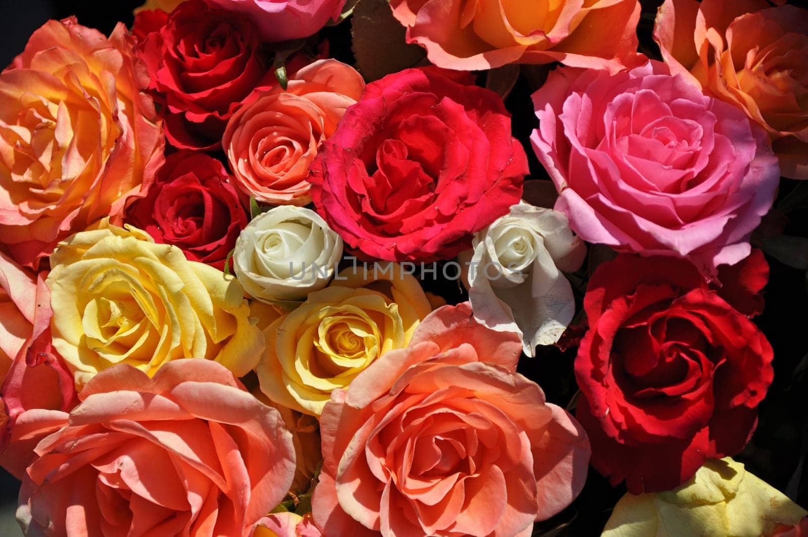 Roses in all colours