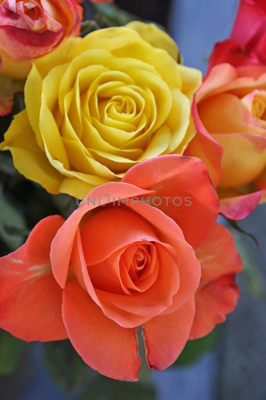 Roses in all colours