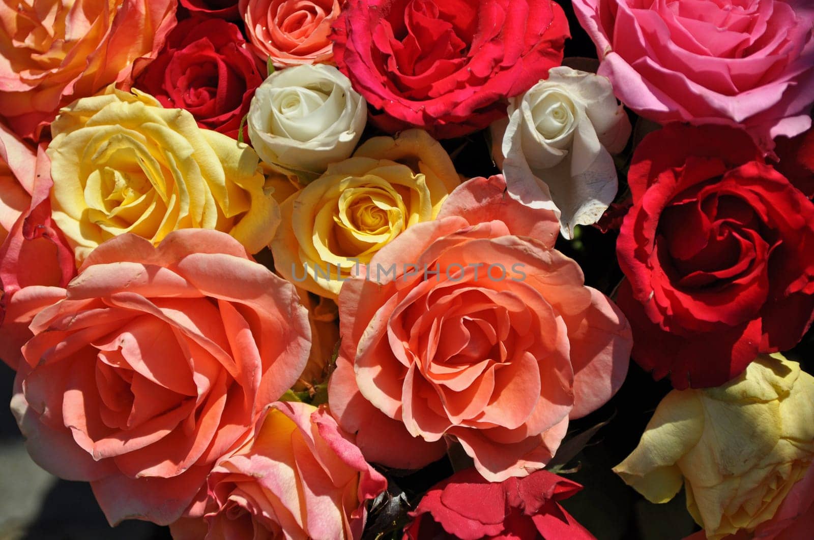 Roses in all colours
