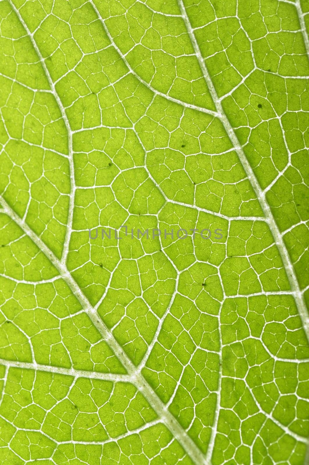texture of leaf. Close-up of the green leaf.