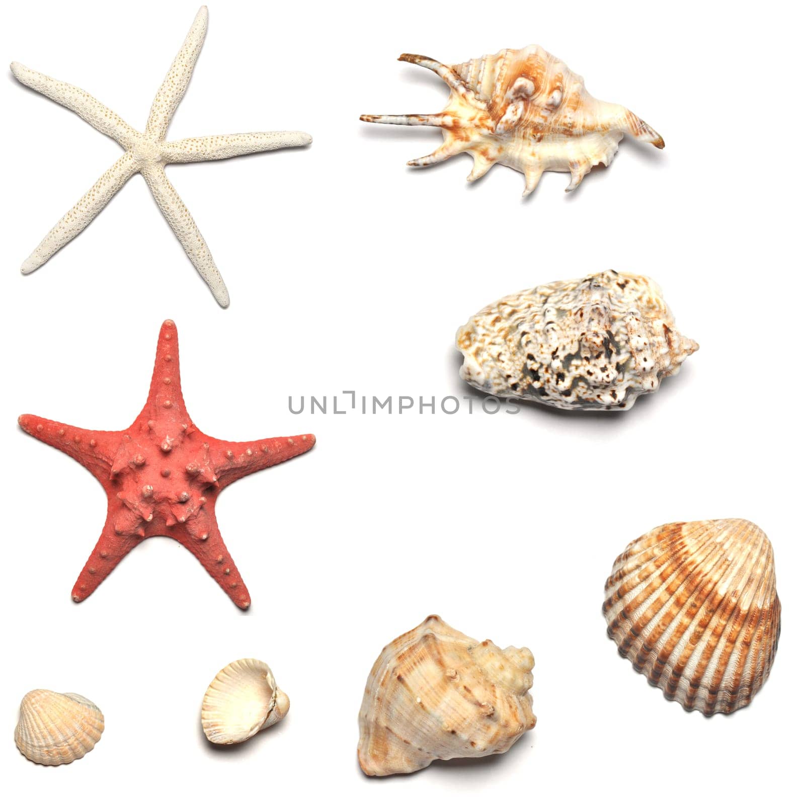 shells and starfishes collections isolated on white background