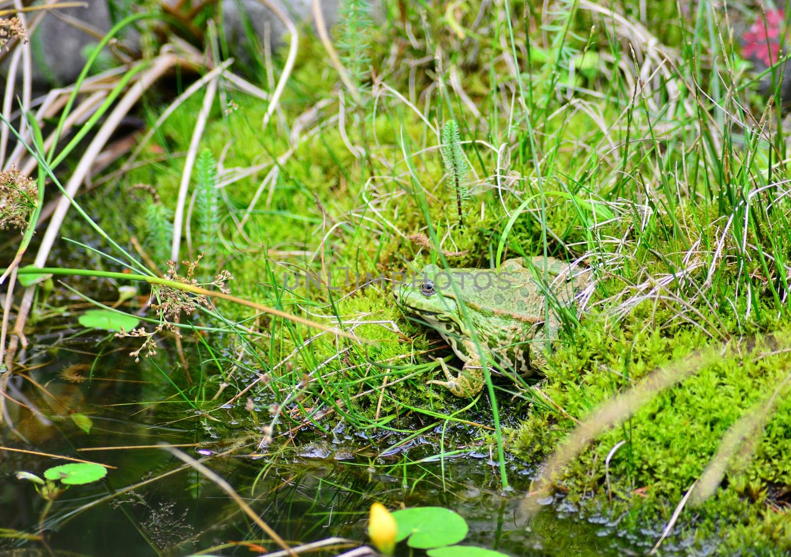 The photographer is reflected in the frog's eye