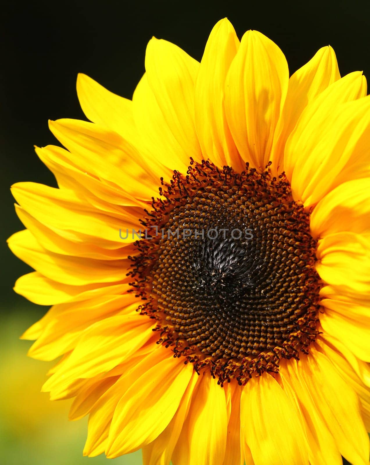 In the light of the sun