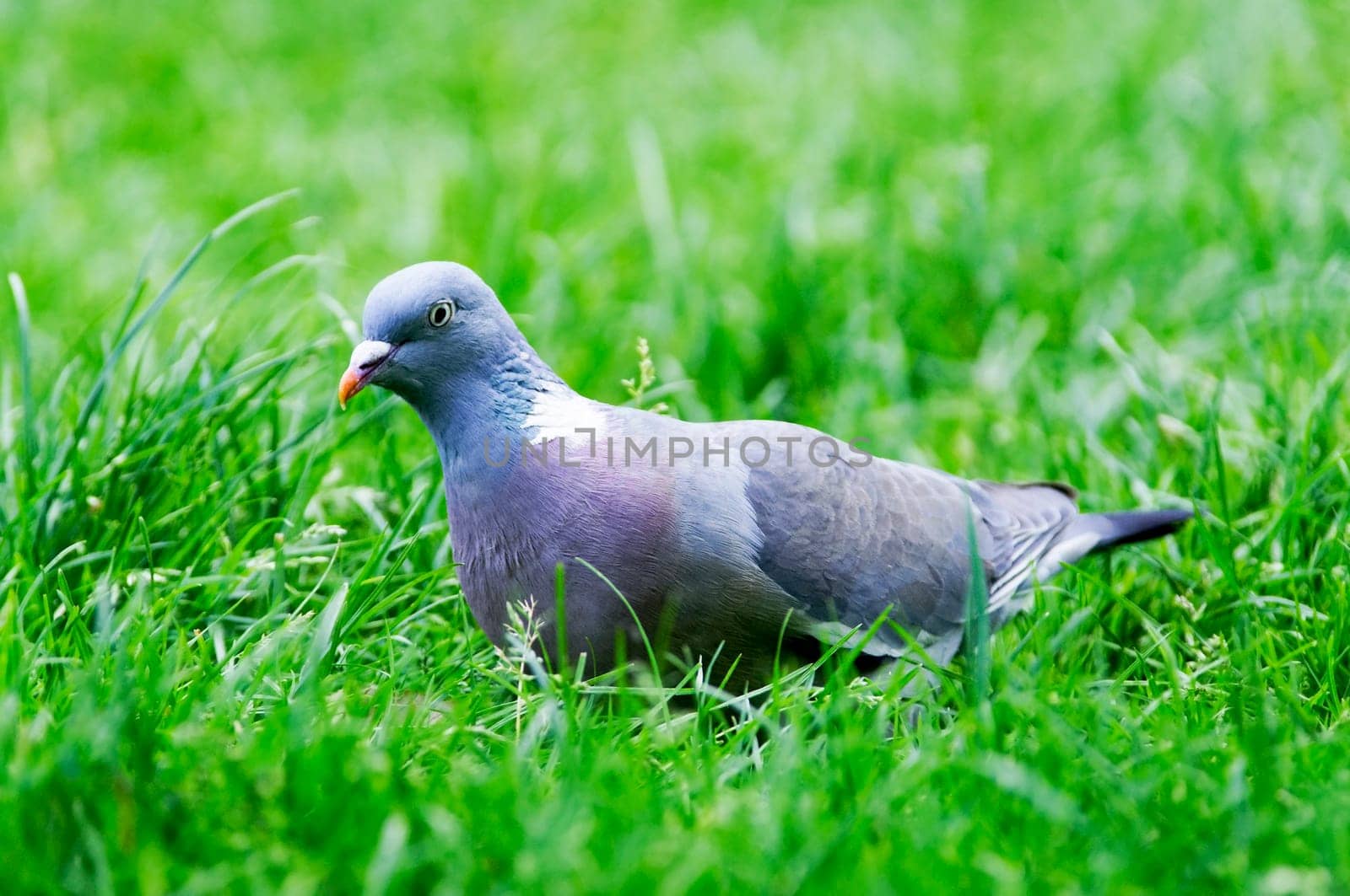 A pigeon in the grass