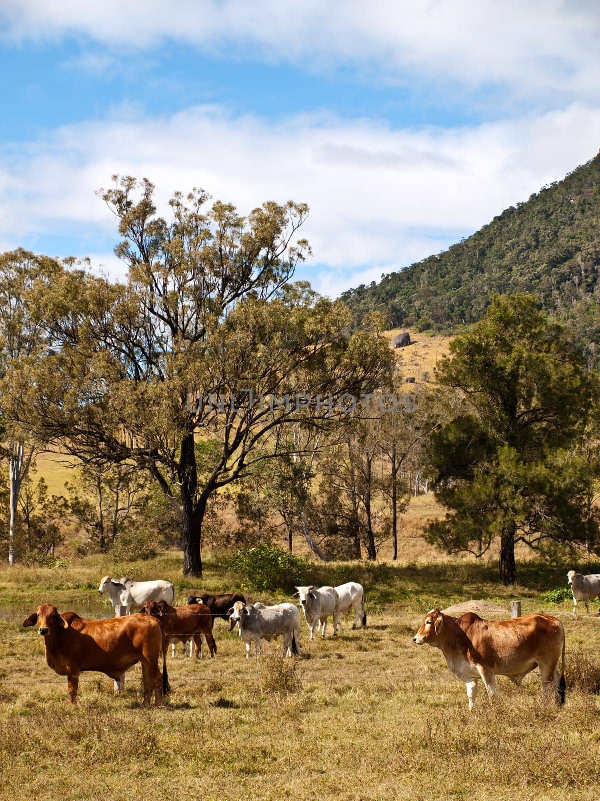 Rural scene with beef cattle cows and gum trees