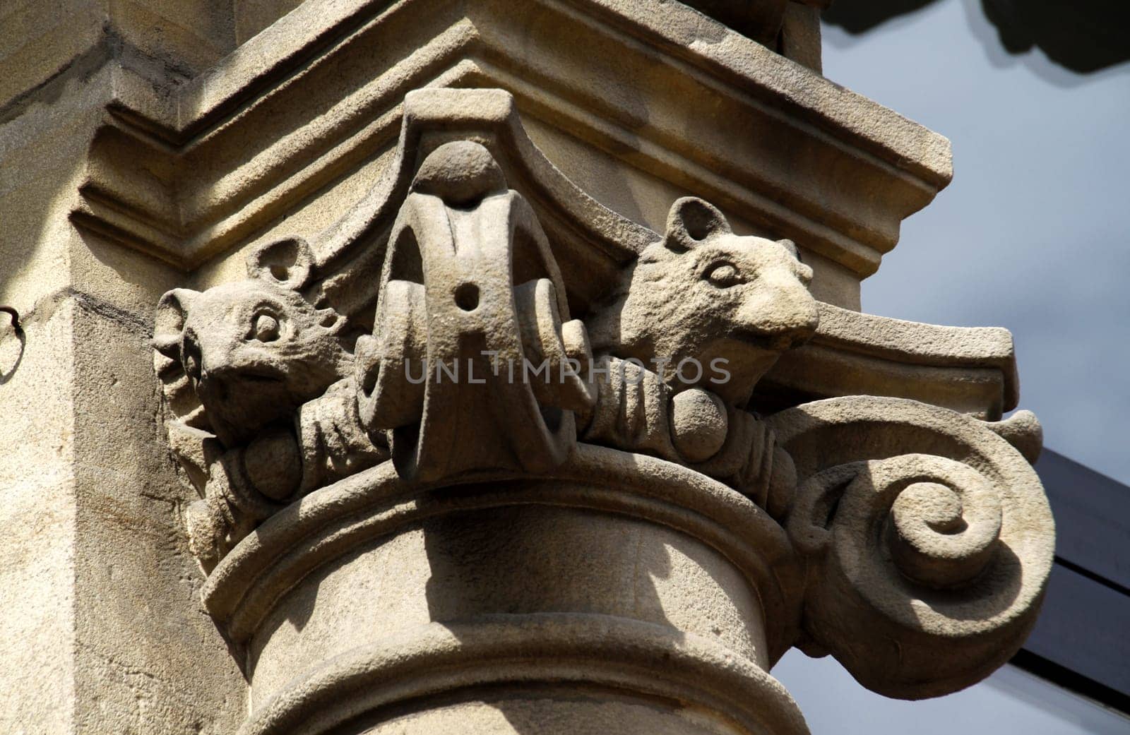 Rats at a house in Hamelin