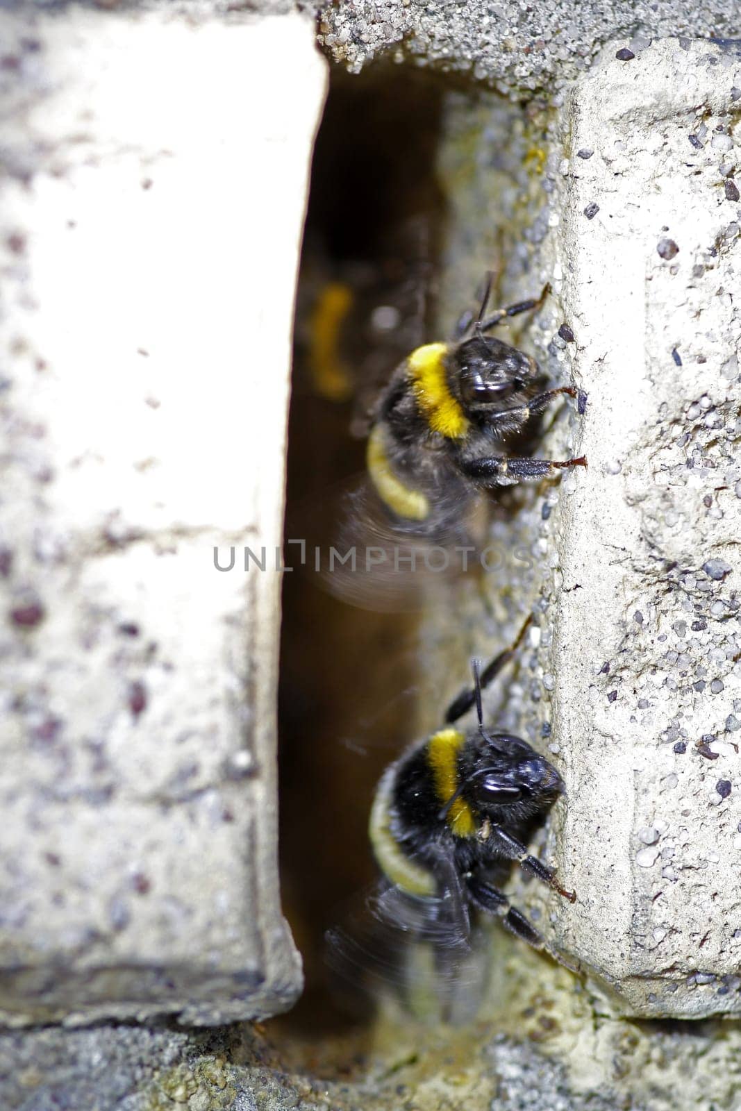 Bumblebees at a nest entrance in a wall