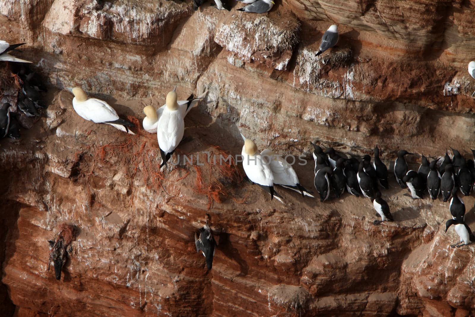 The guillemot rock on Heligoland