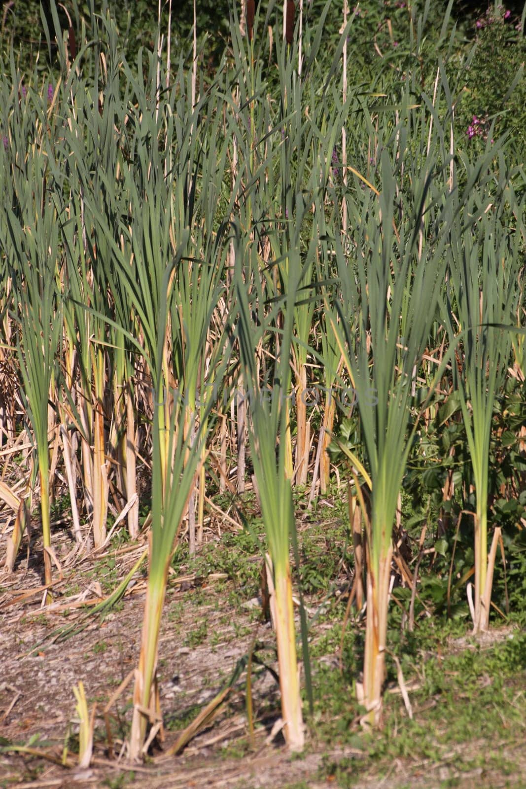 Reed Belt