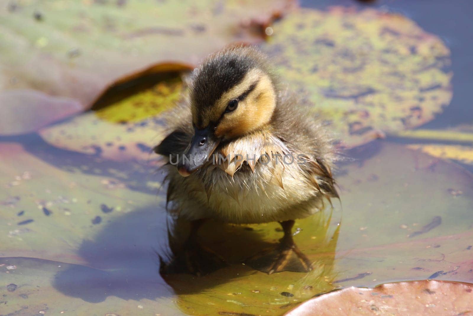 Mallard chicks