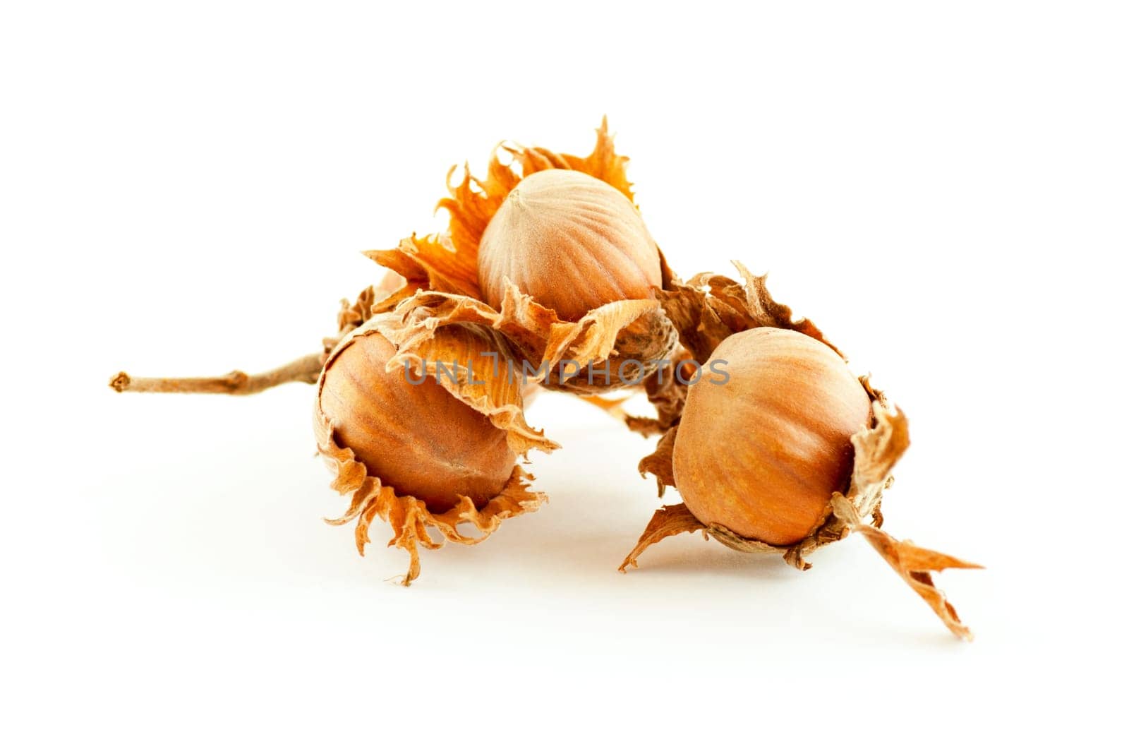 Three dried in shell hazelnuts in their husks