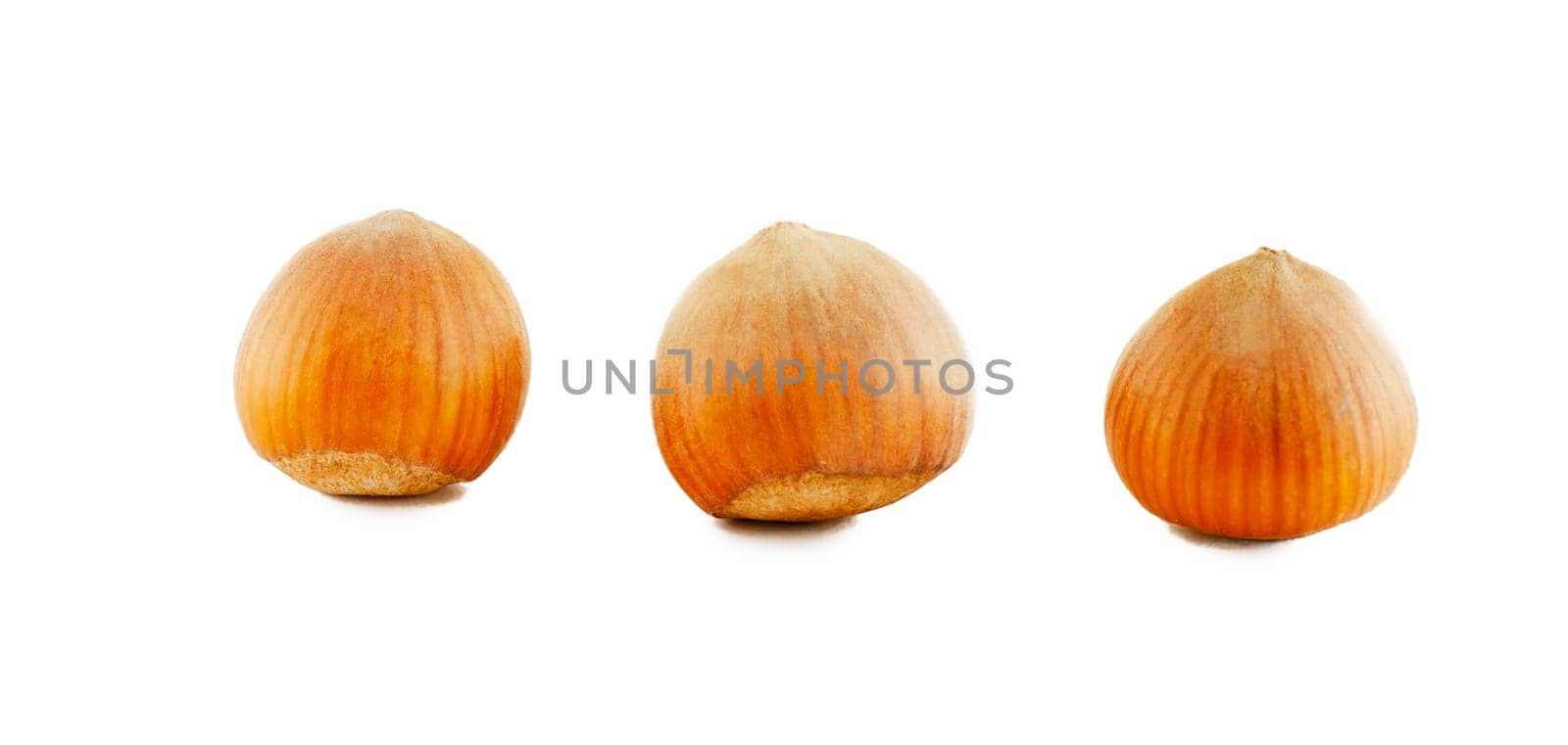 Three dried hazelnut filberts in shell
