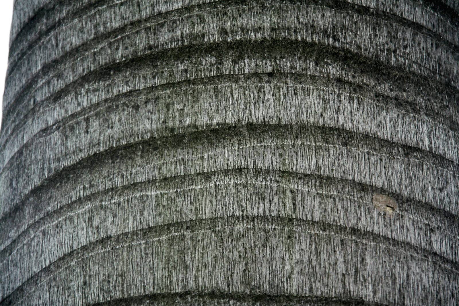 Closer view of rings and grains of a tree trunk