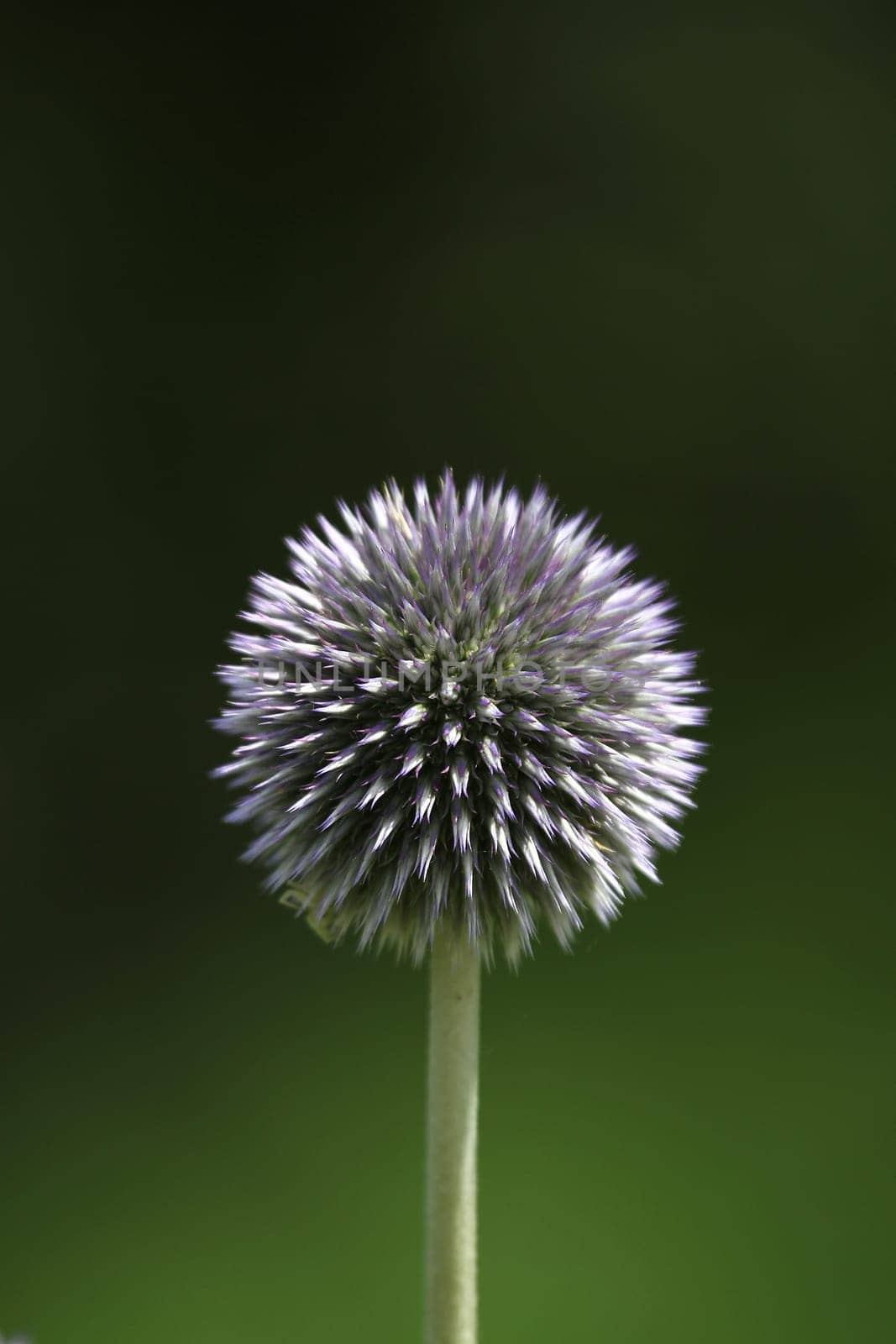 Globe Thistle