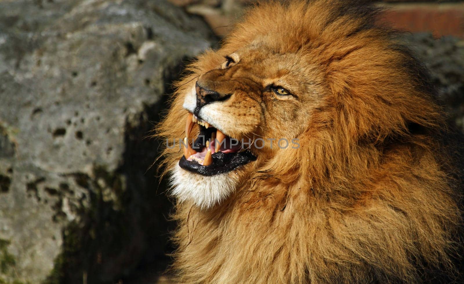 Portrait of a lion