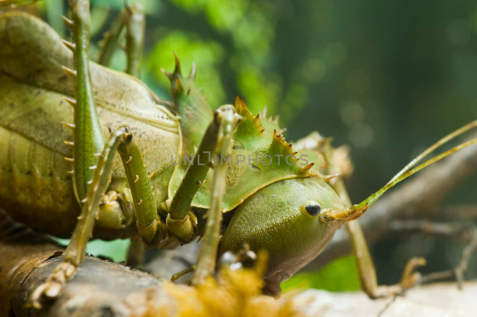 Macro shot of the front part of a spiky giant grasshopper on natural background