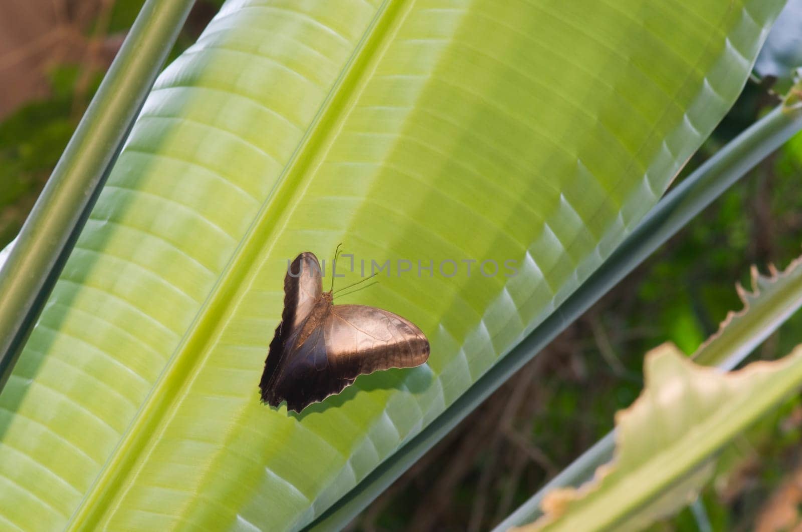 Single Great Mormon butterfly sitting on a palm leaf