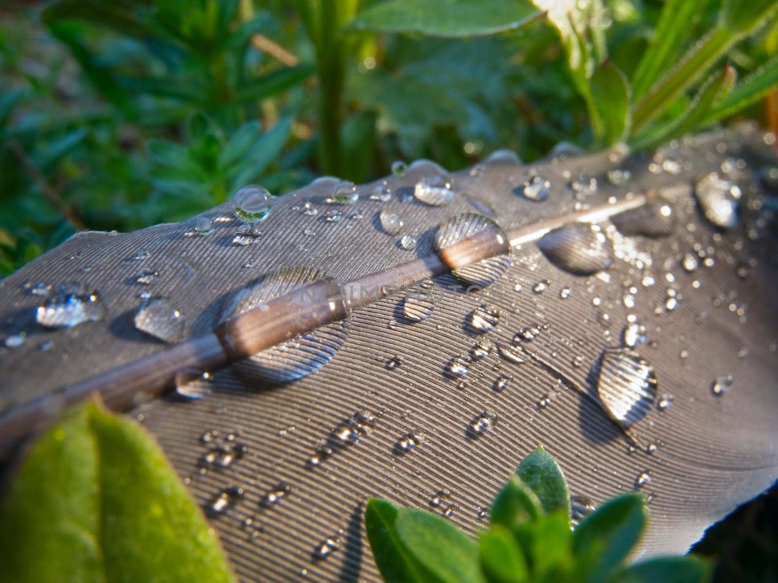 Close-up of a gray-brown bird feather lying in the grass with water beads on the top
