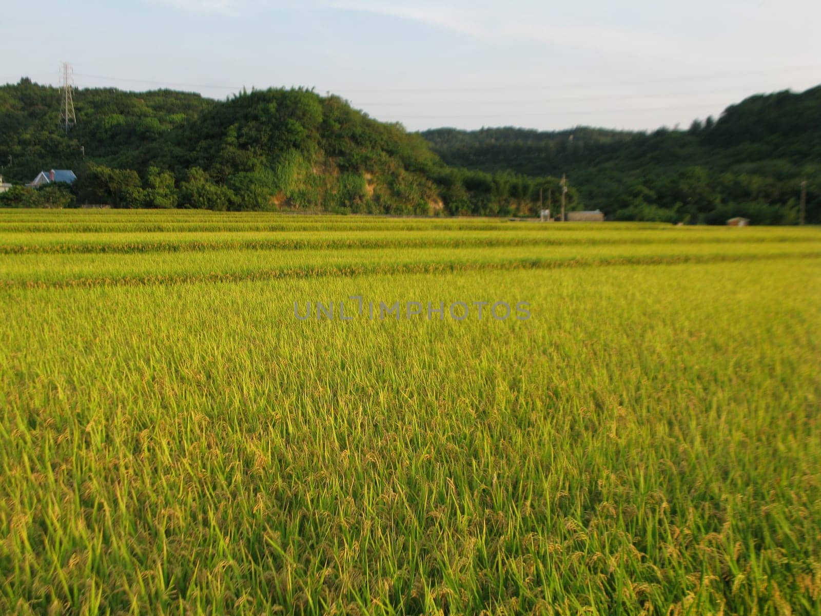 Beautiful paddy with nice background