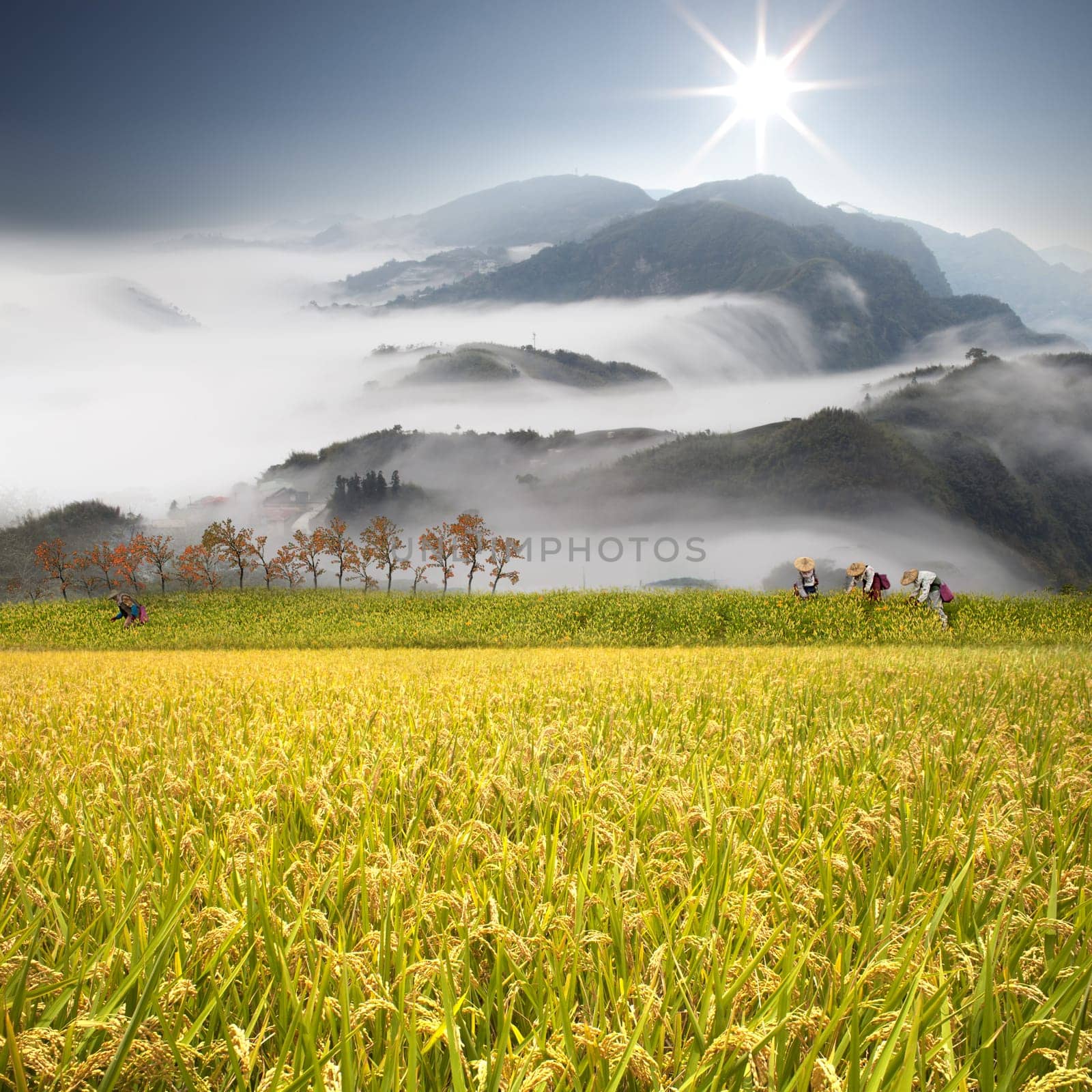 Beautiful paddy with nice background