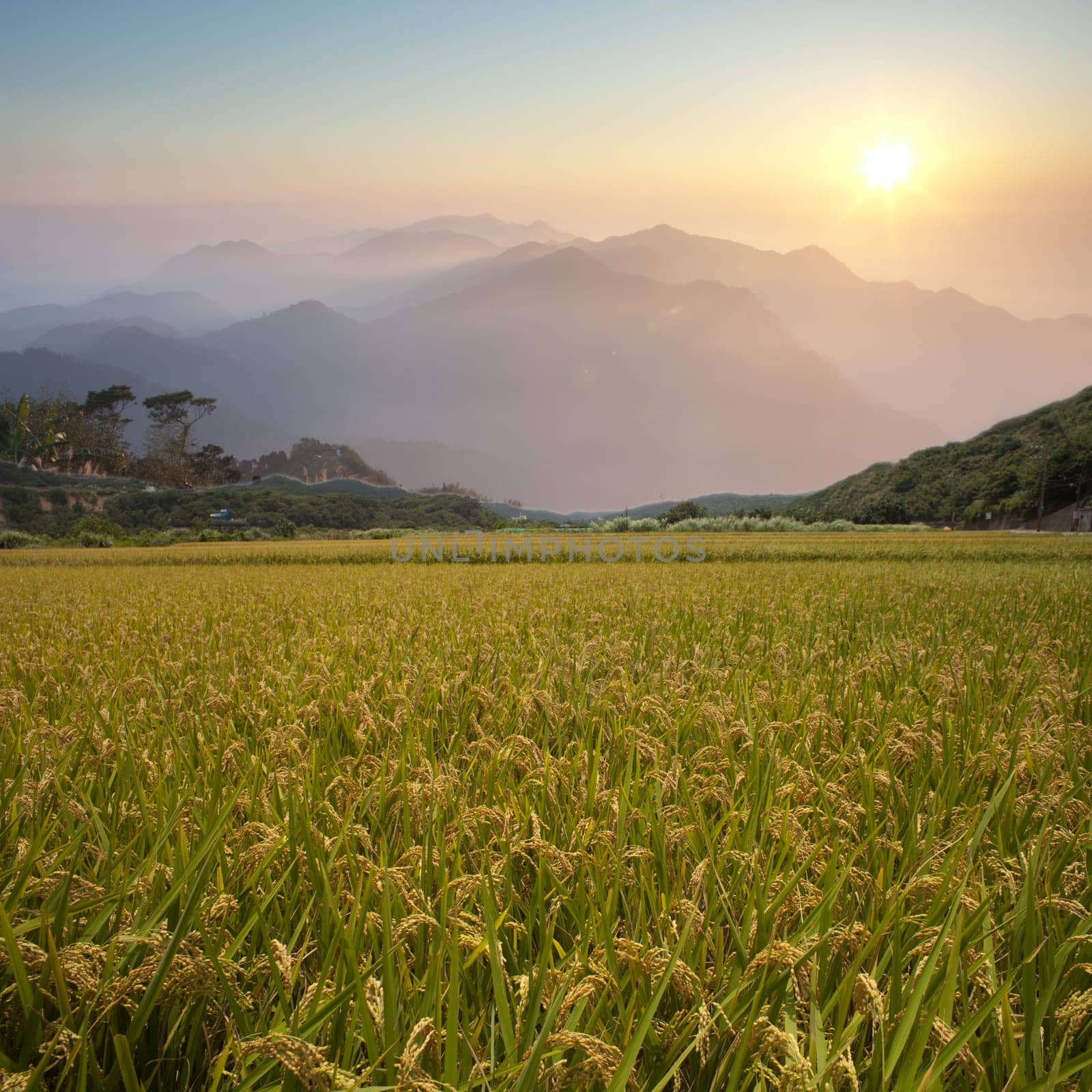 Beautiful paddy with nice background