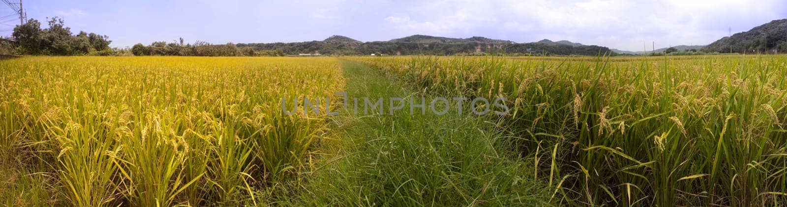 Beautiful paddy with nice background
