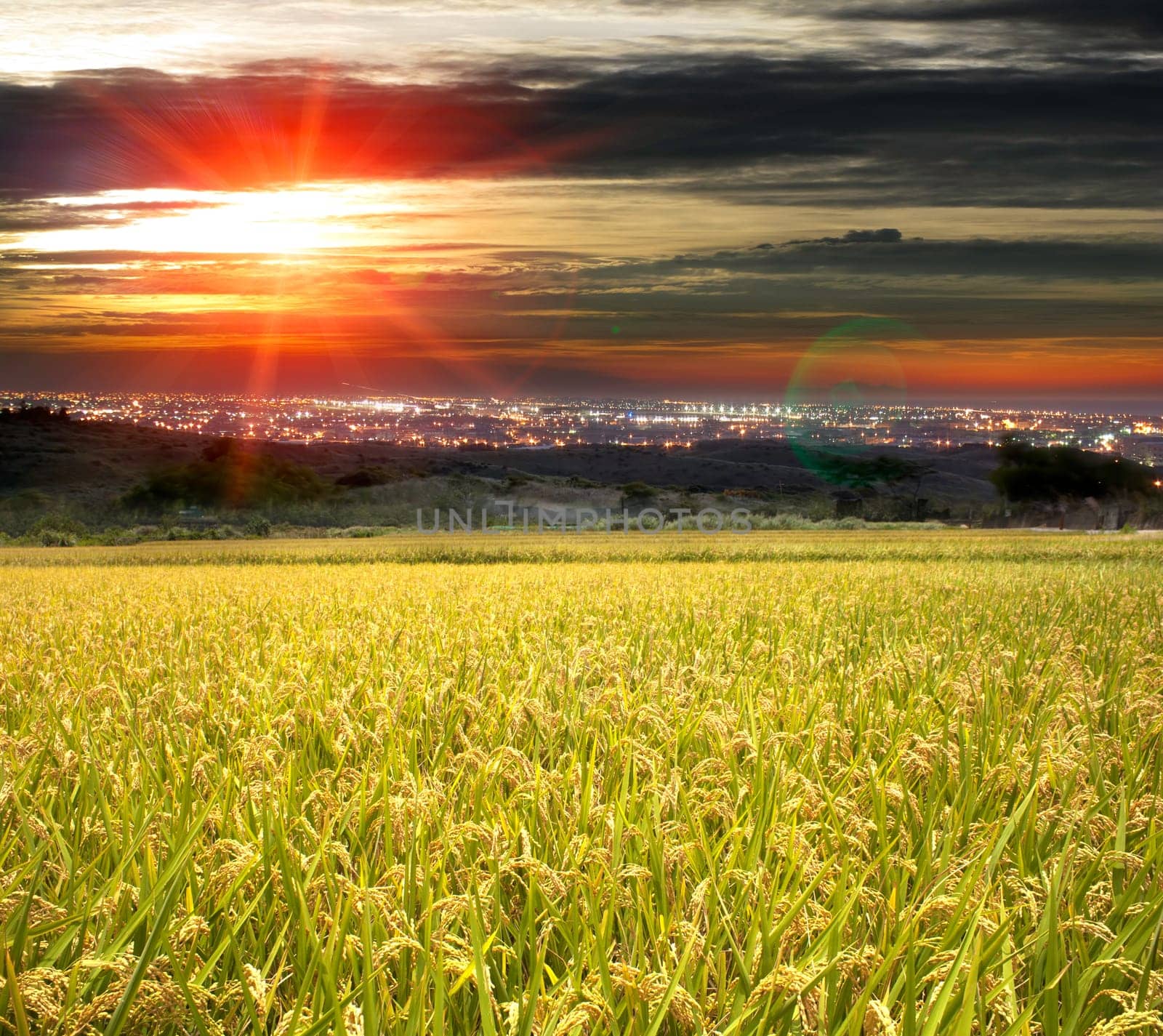 Beautiful paddy with nice background