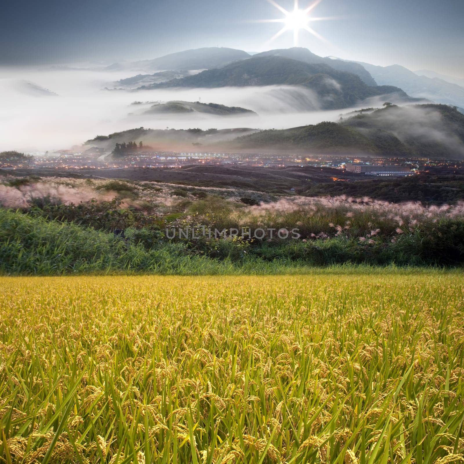 Beautiful paddy with nice background