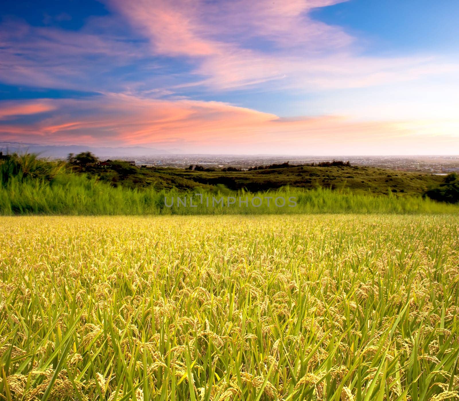 Beautiful paddy with nice background