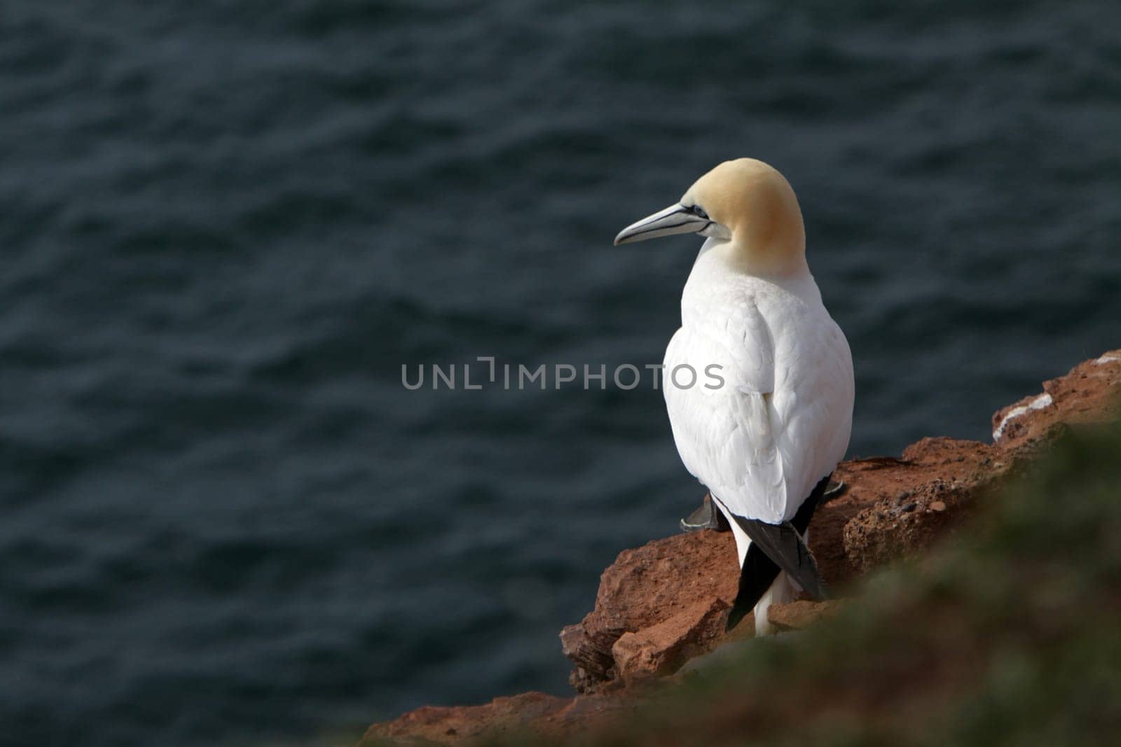 Gannets on the Vogelfelsen on Heligoland