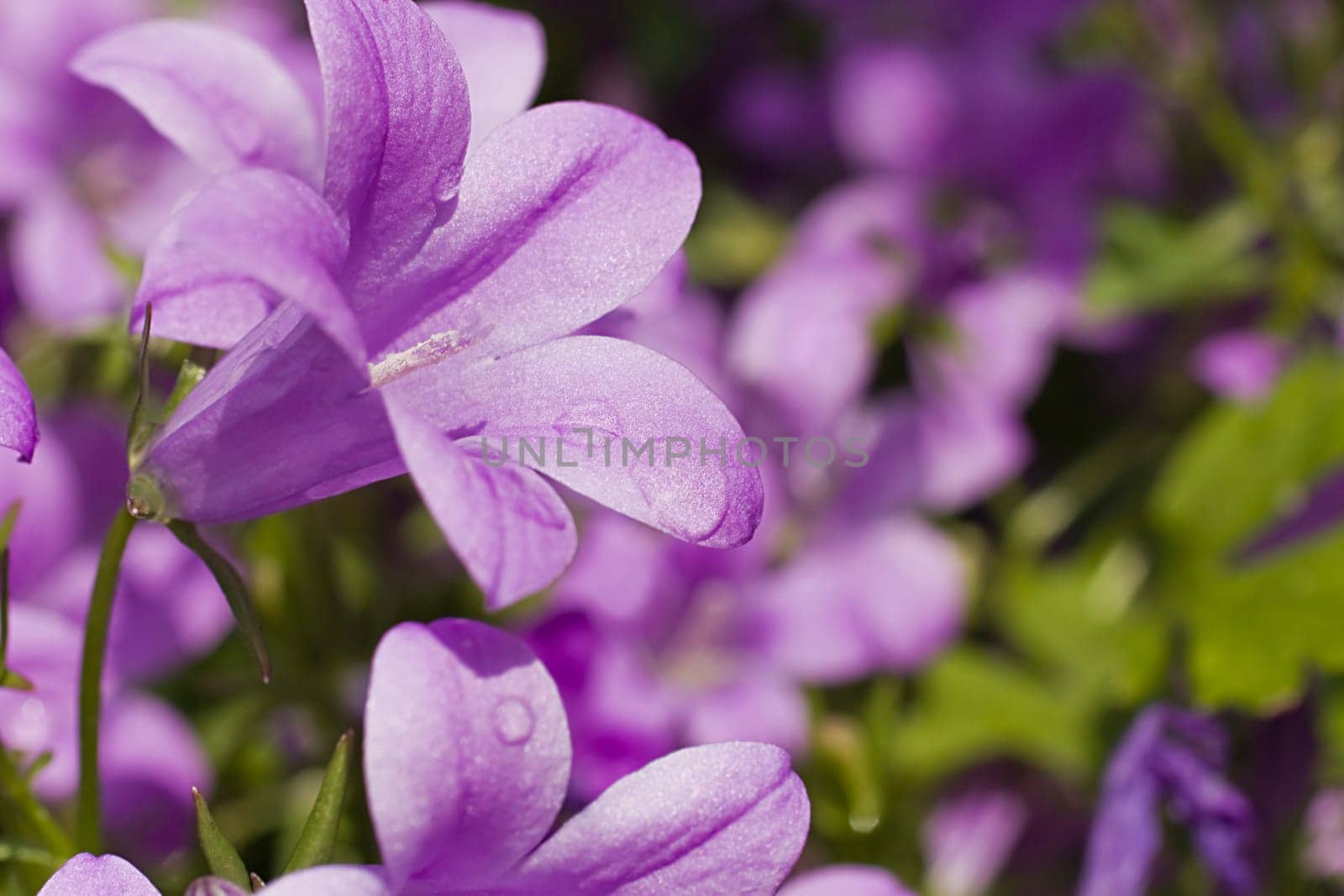 Mogentau on Flower Meadow - Purple 02