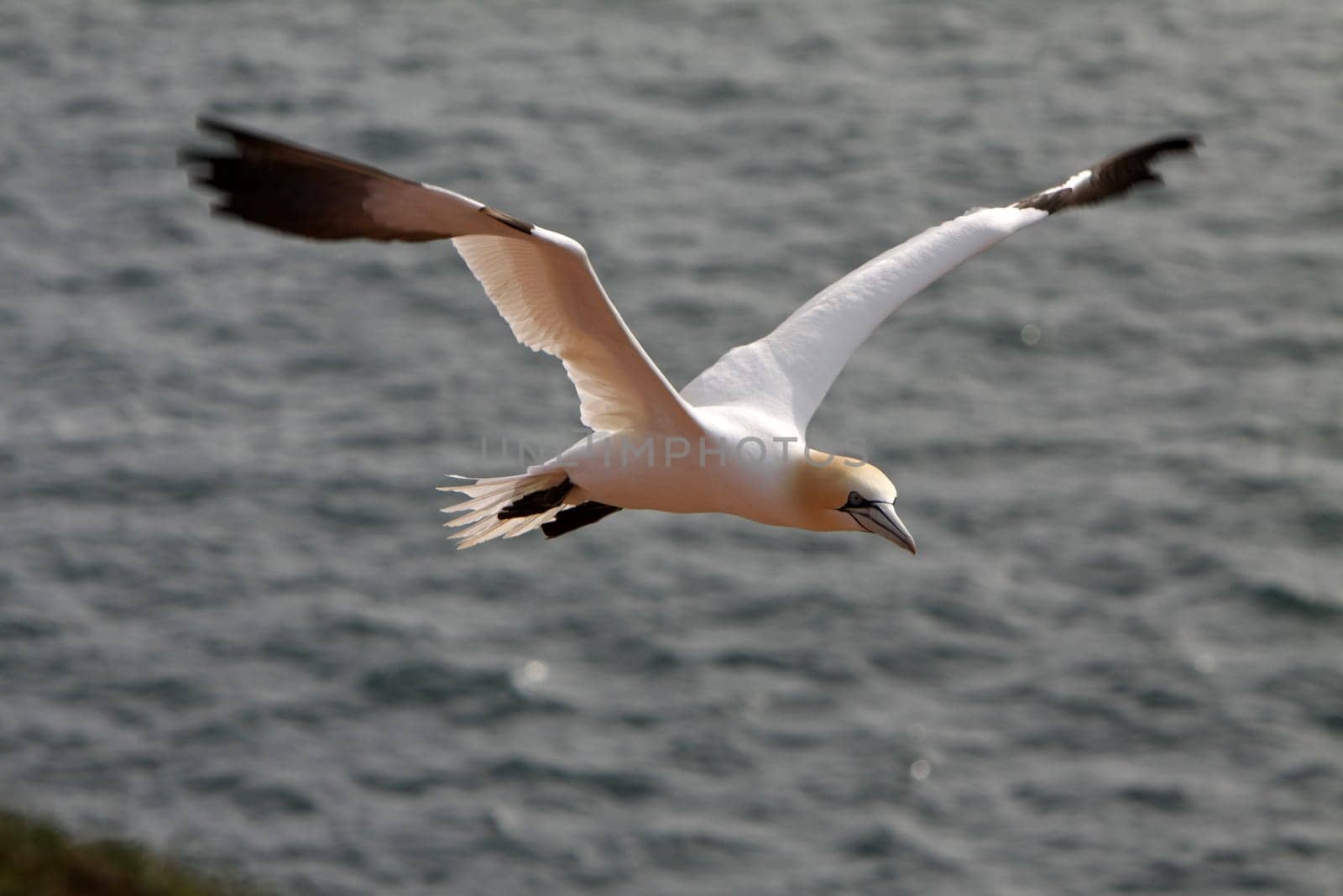 Gannets on the Vogelfelsen on Heligoland