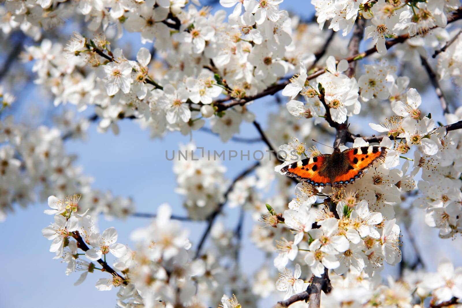 Butterfly on cherry blossom
