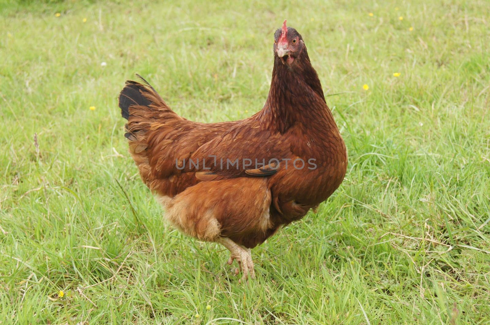 Free Range chicken
