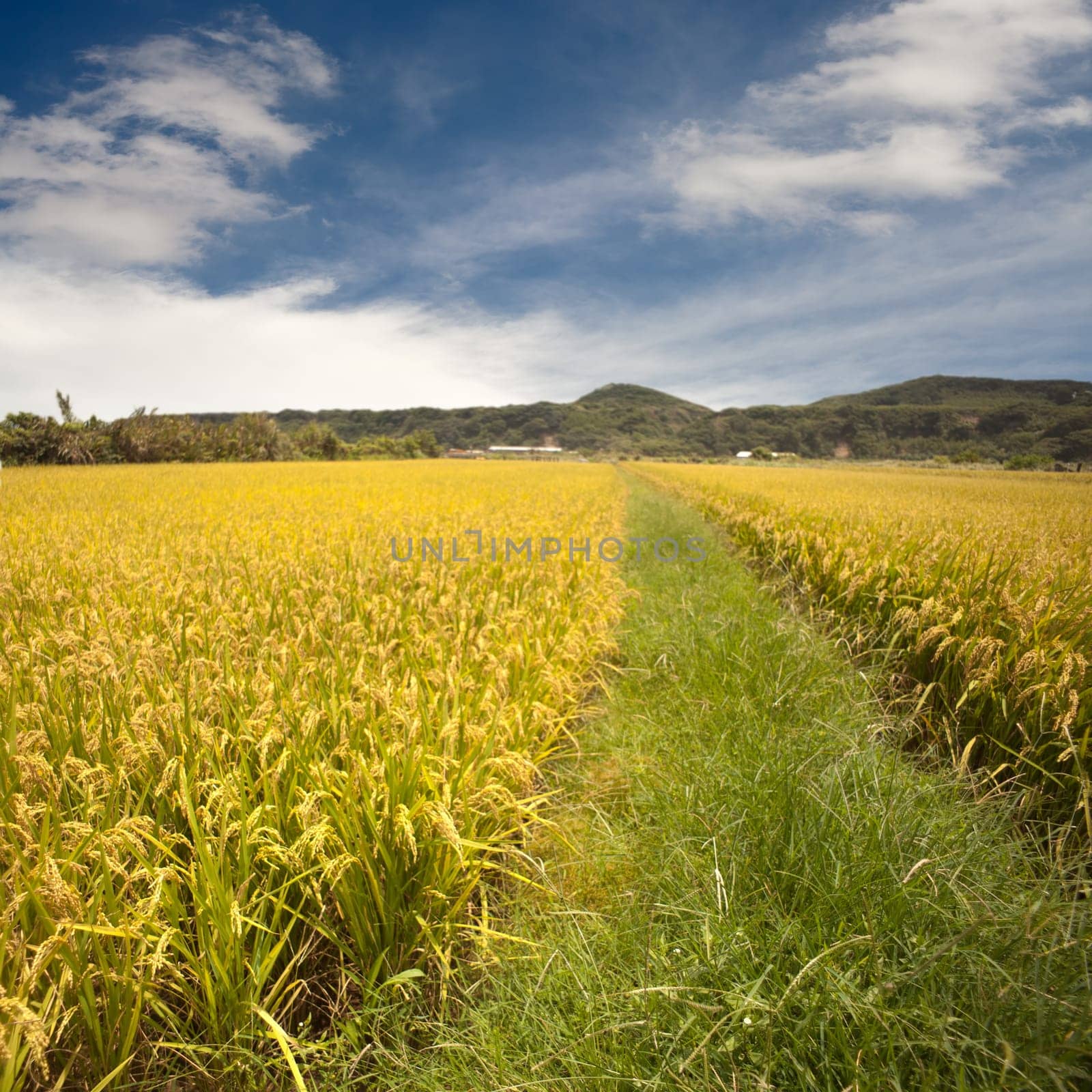 Beautiful paddy place for adv or others purpose use