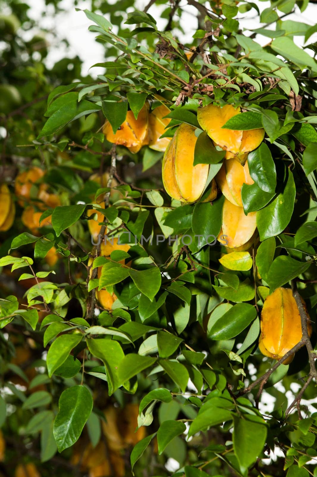 Karambola or star fruit tree   in a tropical plantation