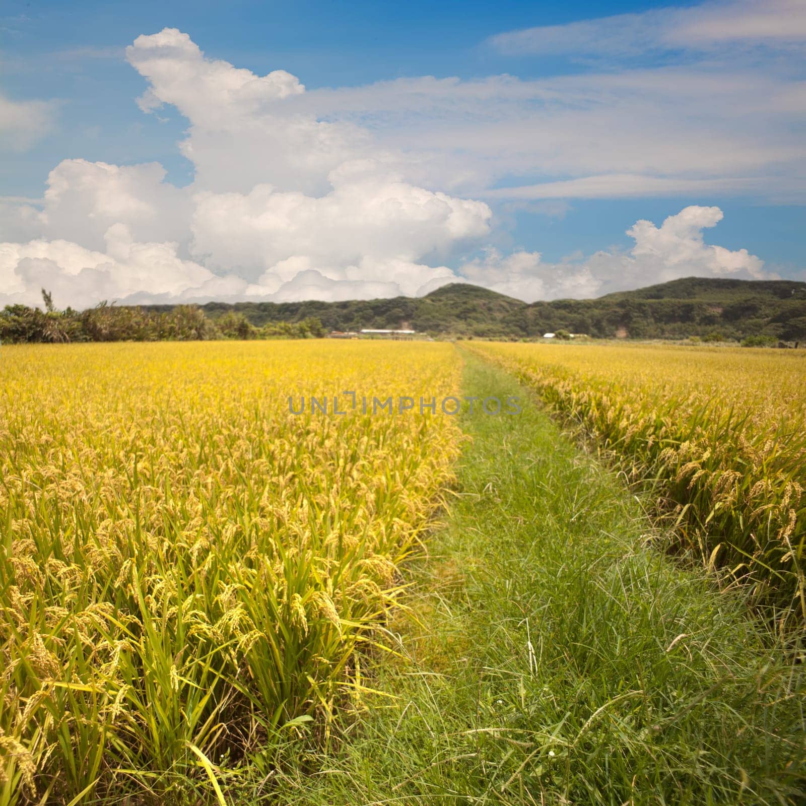Beautiful paddy place for adv or others purpose use