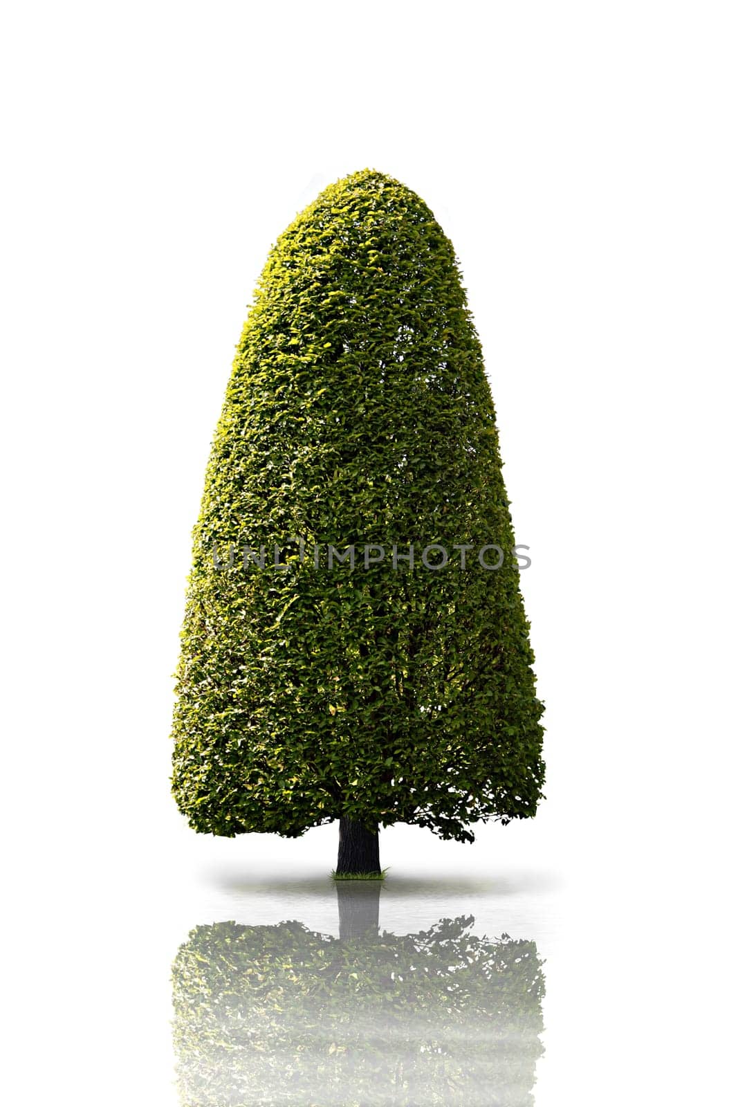 tree without christmas