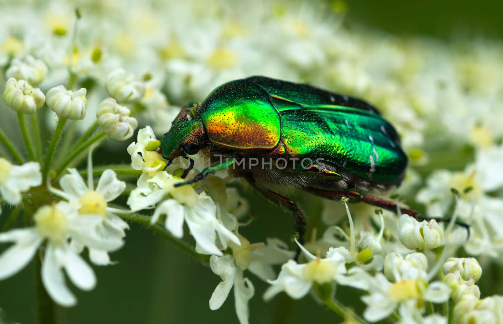 Rose beetle bathes in a sea of flowers