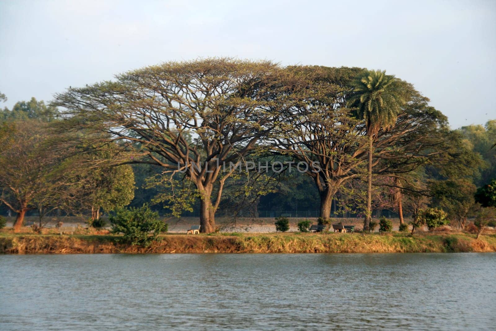 Picturesque trees cape on the bank of lake