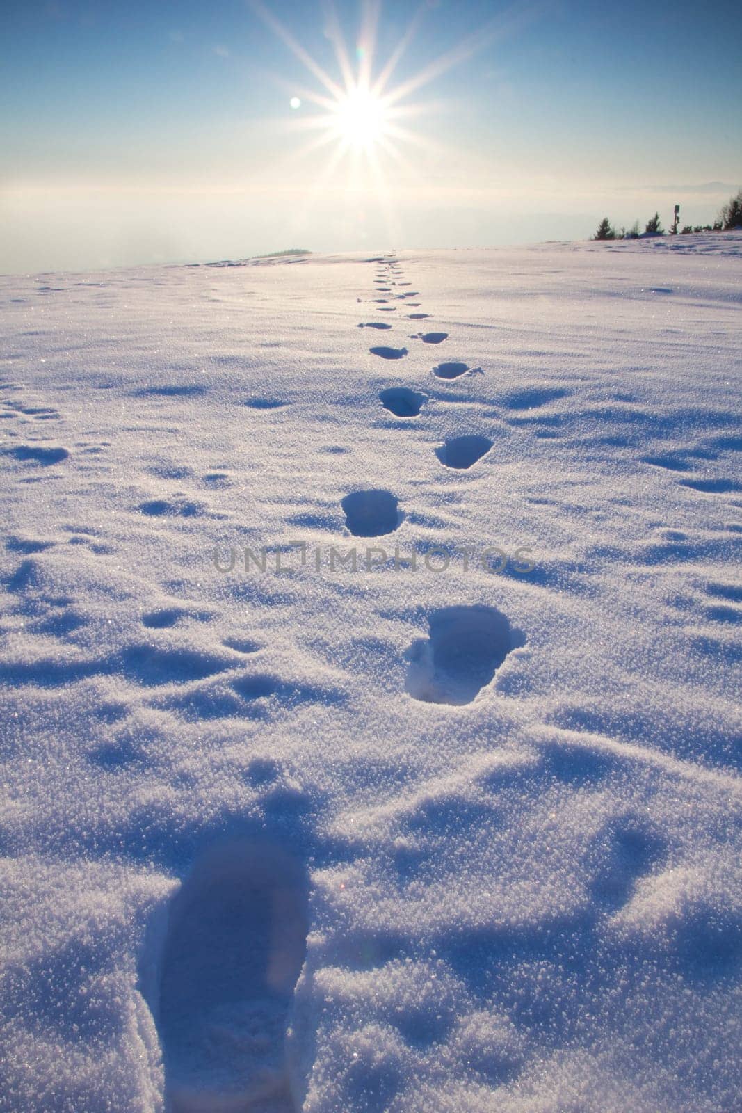 Tracks in the snow